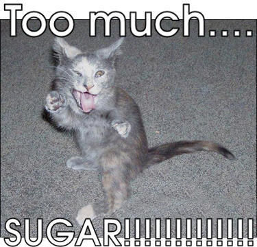 too-much-sugar-red-bull-and-coffee-on-monday-morning-crazy-kitty-cat-too-funny.jpg